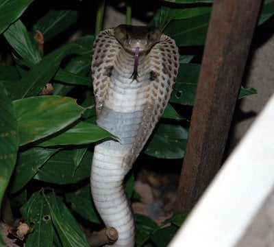 Phuket cobras running out of room, into houses