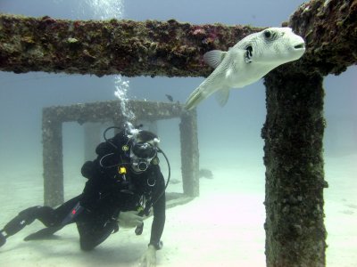 Ao Po Grand Marina, Phuket Thailand » Live coral planted at artificial reef  off Phuket