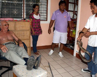 Snake removed from Norwegian’s Phuket bungalow