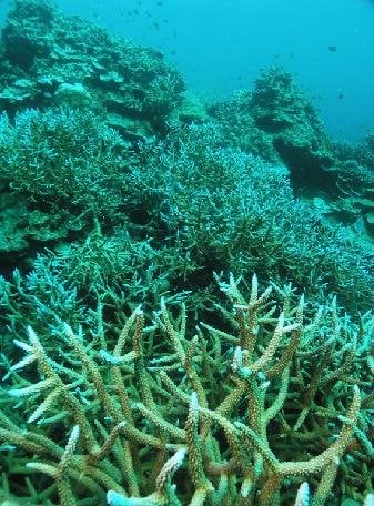 Phuket marine center moves to save bleached coral