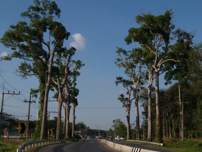 999 rare trees to honor Mother’s Day in Phuket