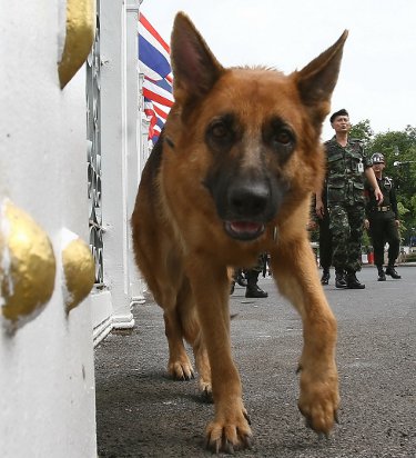 Phuket Opinion: Dogs trump humans against drugs