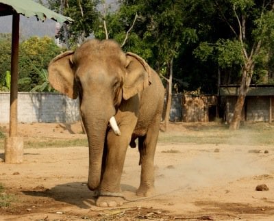 Phuket tour tragedy “Raging bull’ retired