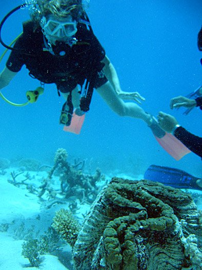 Giant Clam in peril in Phuket waters