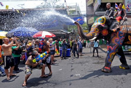 Phuket Opinion: Bull elephants should be banned from Thai tourism