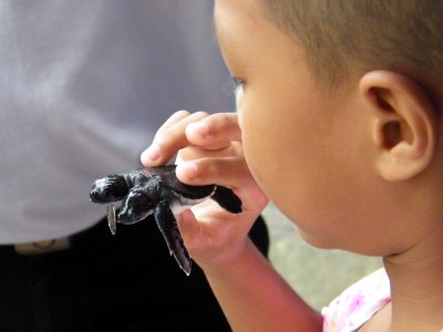 Two-headed turtle turns one month old in Phang Nga