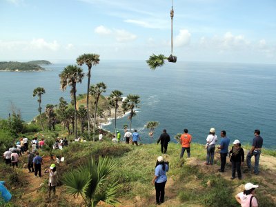 Sugar palms to revive Phuket’s Laem Phromthep