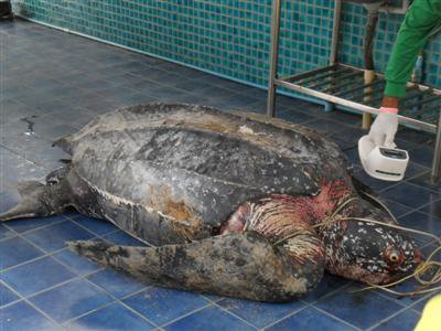 Dead leatherback sea turtle discovered in Phuket