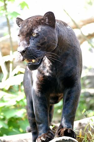 Panther on the loose in Chumphon