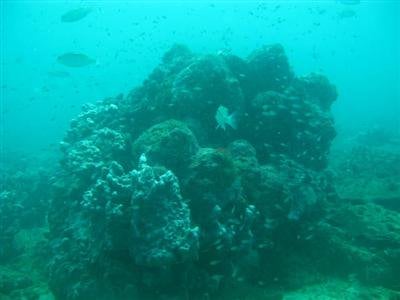 New coral reef found near Phuket