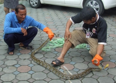 Snake shock at Phuket hospital, man bitten