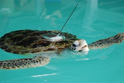 Sea turtles fitted with GPS in Phuket