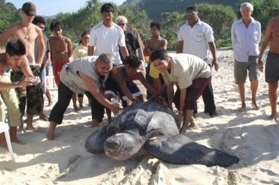 Phuket leatherback eggs fail to hatch