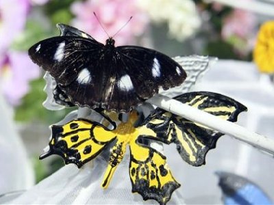 Phuket butterfly release on Saturday