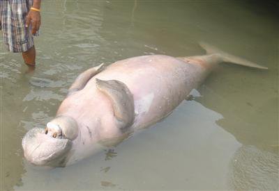 Dugong in decline off Phuket