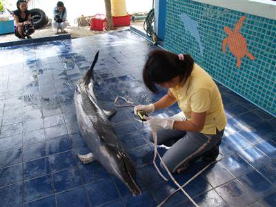 Beached dolphin dies in Phuket