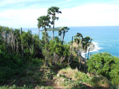 Phuket’s premier viewpoint to get palms, paths