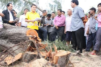 Phuket residents protest destruction of ancient trees