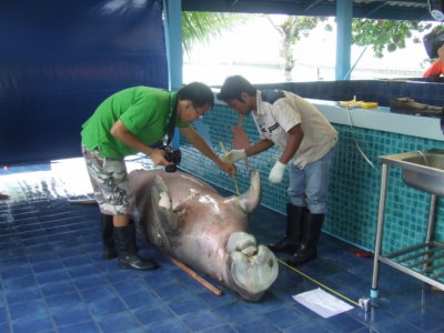 Dugong’s last moments a frantic fight for survival