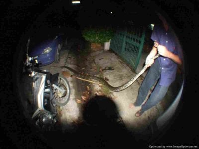 Snake fever: Another Phuket resident attacked