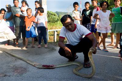 Car crushes cobra in Mai Khao