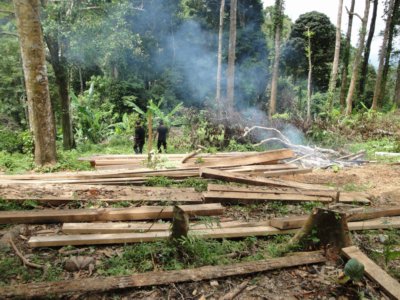 Logging destroys 18 rai of Phuket forest