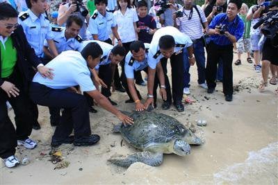 Freedom for giant turtle captured off Phuket