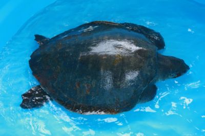 Two more sick turtles found in Phuket