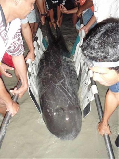 Phuket rescue effort fails to save dolphin