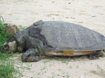 Turtle found dead on Phuket’s Patong Beach