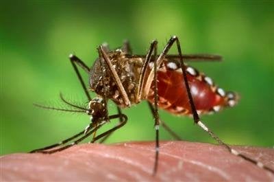 123 dengue cases in Phuket