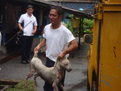 Dangerous dogs rounded up in Phuket City