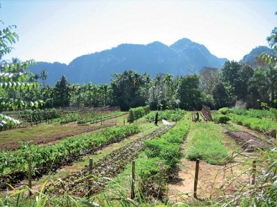 Weeding out hype in Phuket’s health-conscious market