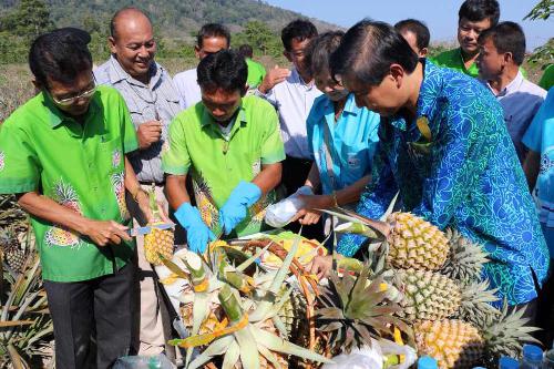 Nothing as sweet as incentives for Phuket pineapples