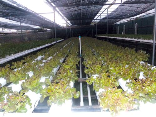 Phuket Business Feature: Hydroponics – a happy medium