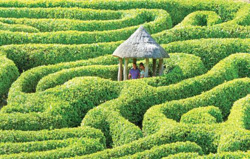 Phuket Gardening: A maze in a month?