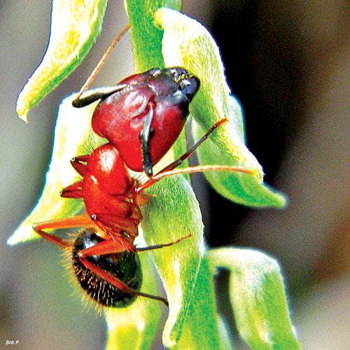 Phuket Gardening – A fly in the ointment