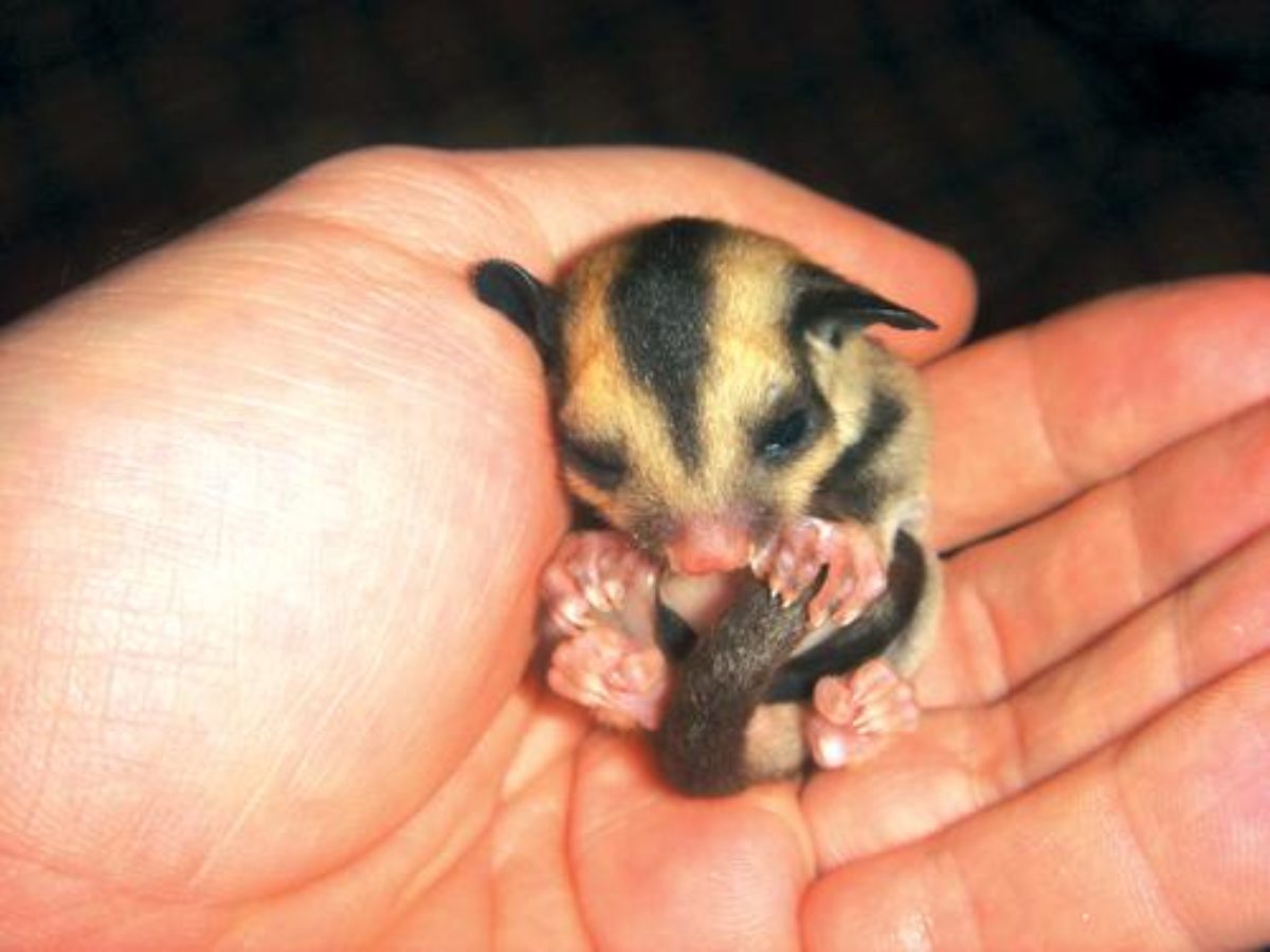 Phuket Pets As Sweet As Sugar The Thaiger