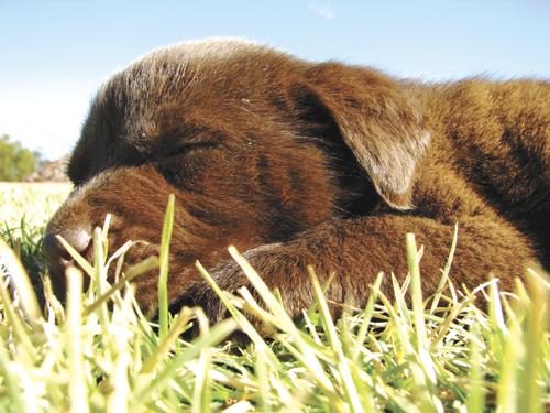 Phuket Pets: Mommy, I want the cute puppy