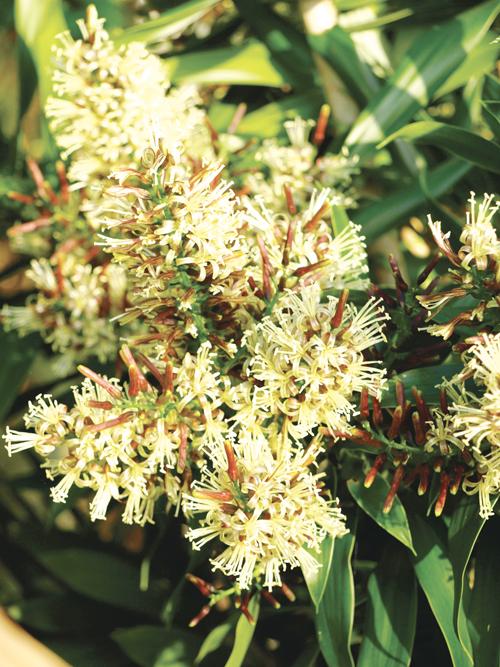 Phuket Gardening: A motley crew of variegated plants