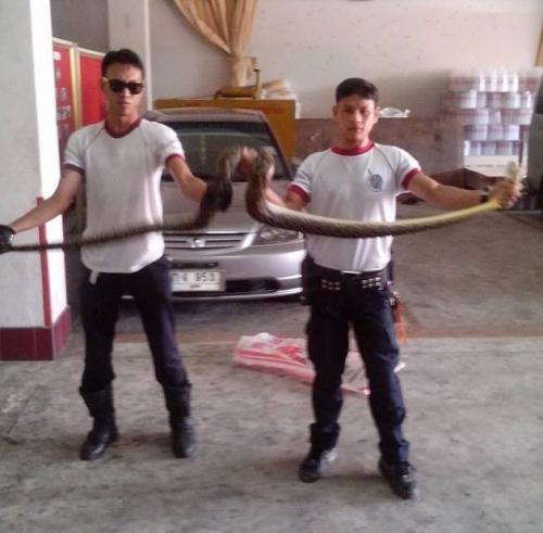 It’s raining snakes in Phuket Town