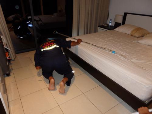 King cobra joins guest in hotel room, gets evicted [video report] | Thaiger