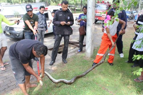 Python snared near Phuket Town park