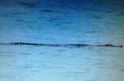 Crocodile spooks Phuket beach tourists