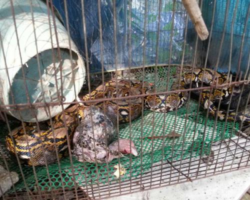 Phuket rescue too late for chicken