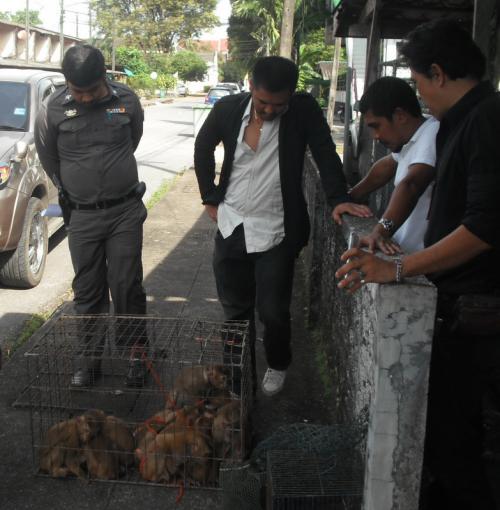 Monkey business at kratom den north of Phuket