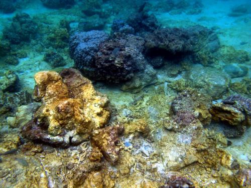 Conflicting reports of coral damage at popular Phuket dive site