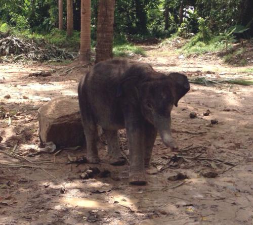 Baby elephant illegally imported to Phuket returned to Phang Nga