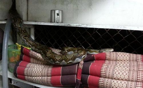 Phuket Town sleeping python not left to lie