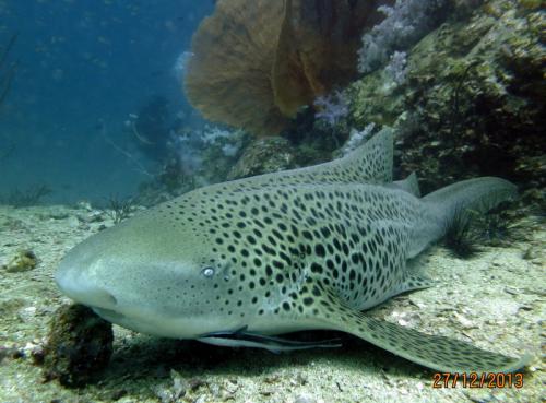 Dozens of fish saved from entangled net at top Phuket dive destination